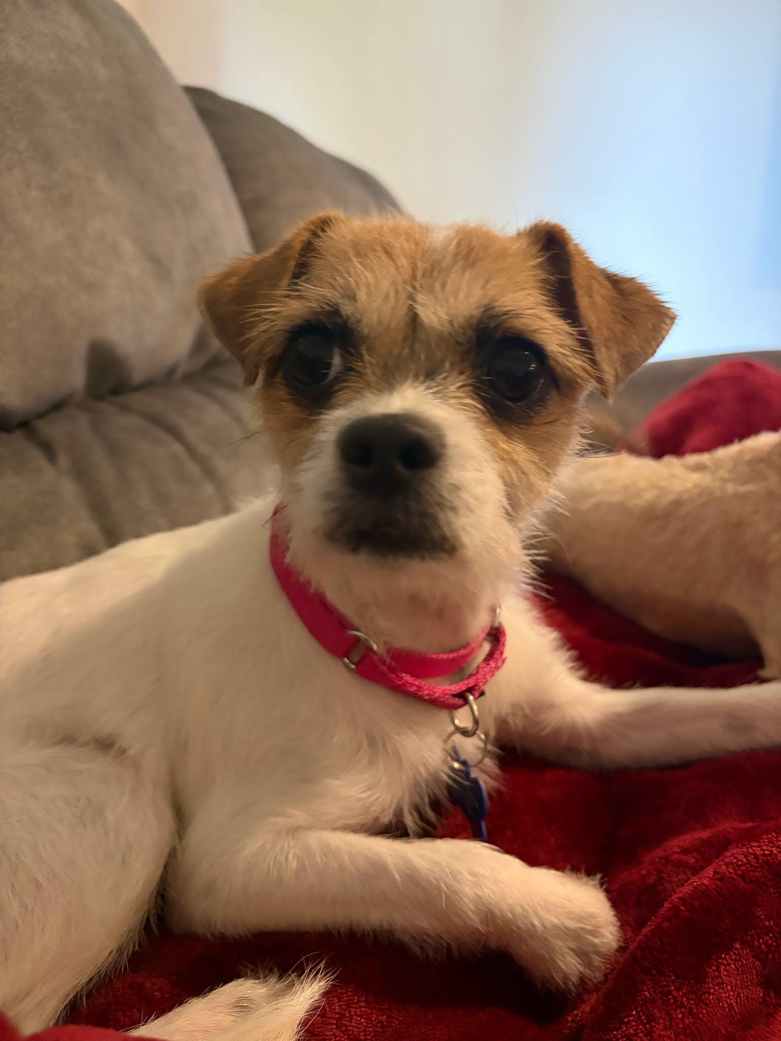 Enlarge Salsa, a ADOPTABLE mixed breed in De Pere, WI image 6/6