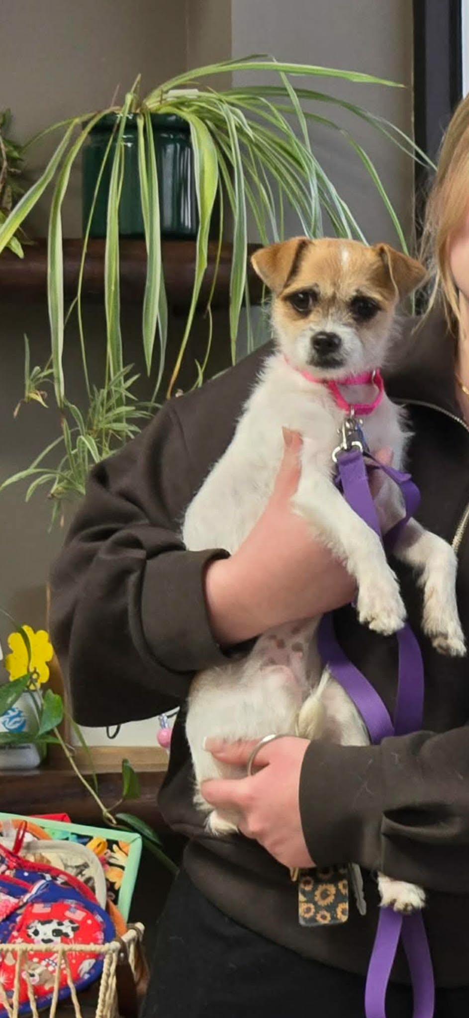 Enlarge Salsa, a ADOPTABLE mixed breed in De Pere, WI image 2/6