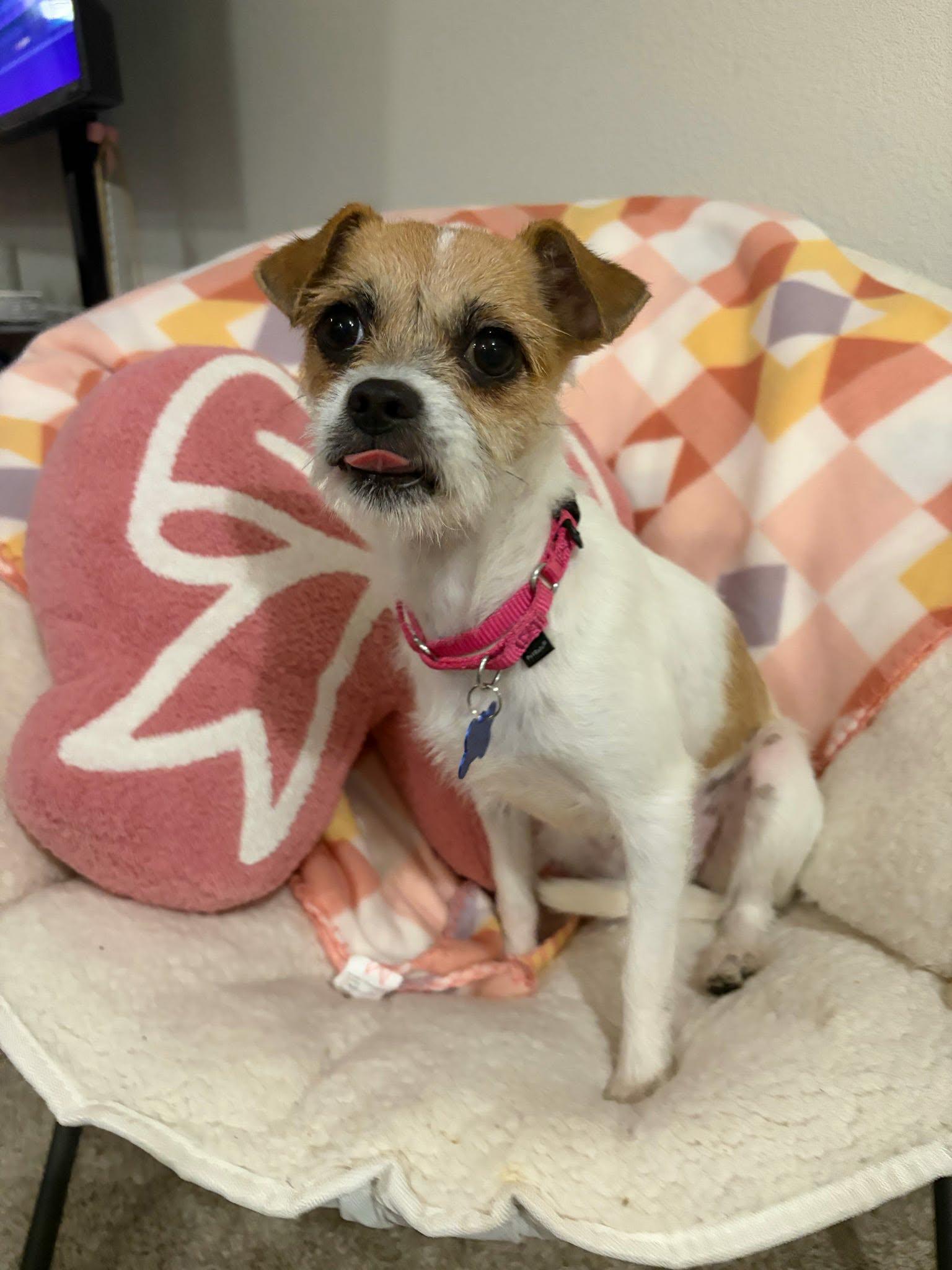 Enlarge Salsa, a ADOPTABLE mixed breed in De Pere, WI image 5/6