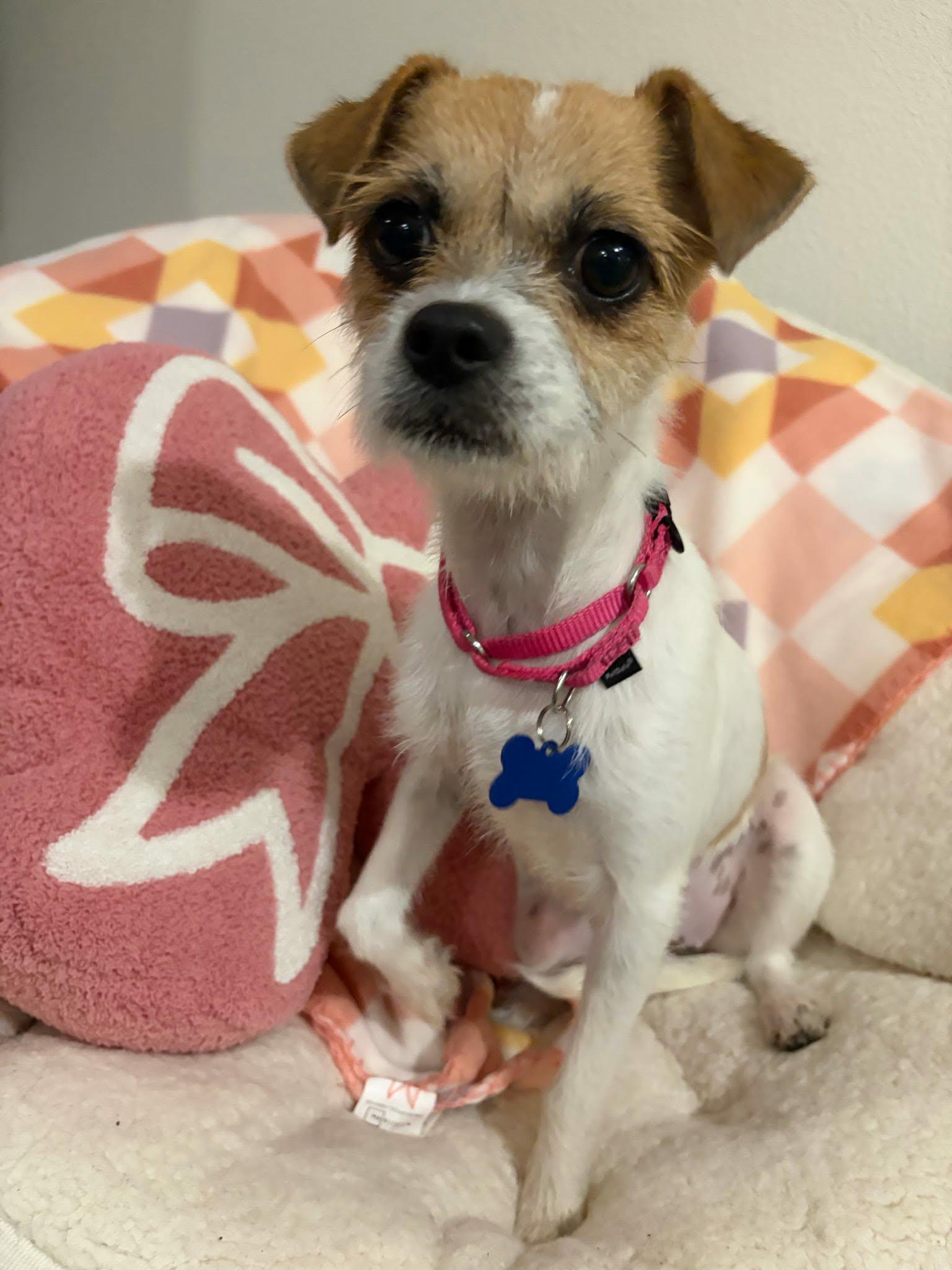 Enlarge Salsa, a ADOPTABLE mixed breed in De Pere, WI image 1/6