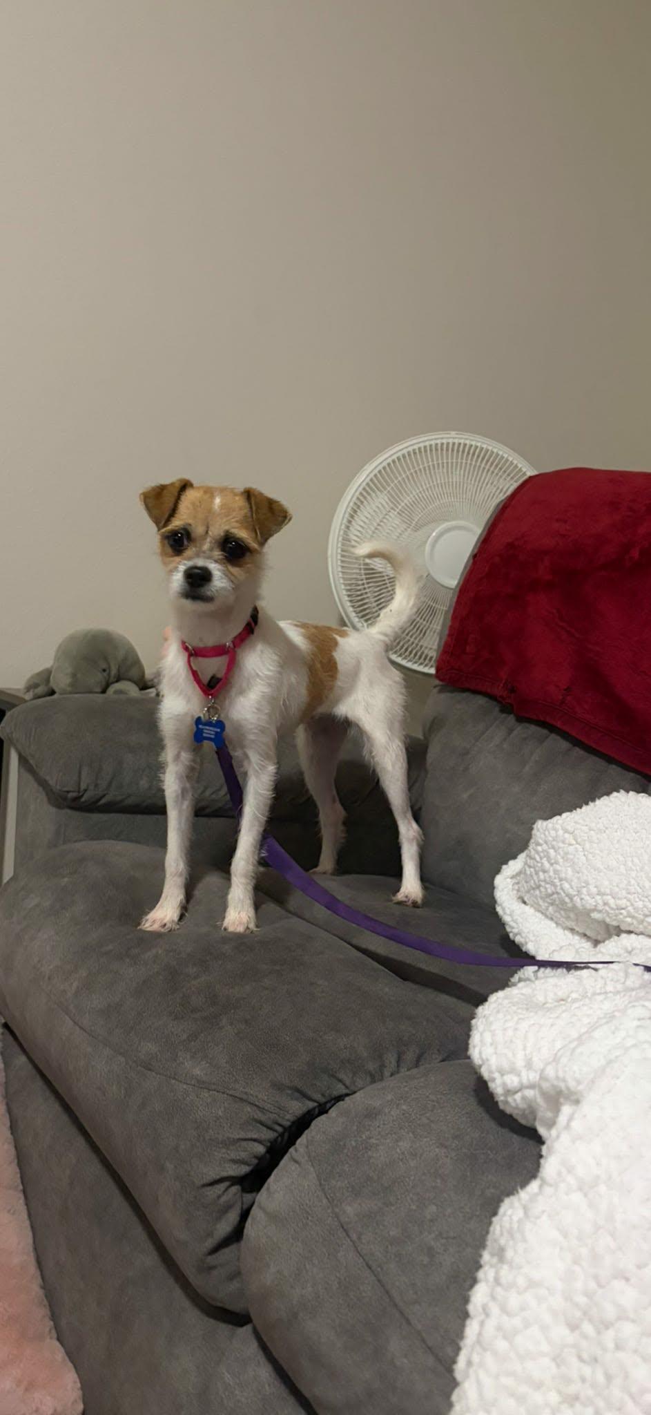 Enlarge Salsa, a ADOPTABLE mixed breed in De Pere, WI image 3/6