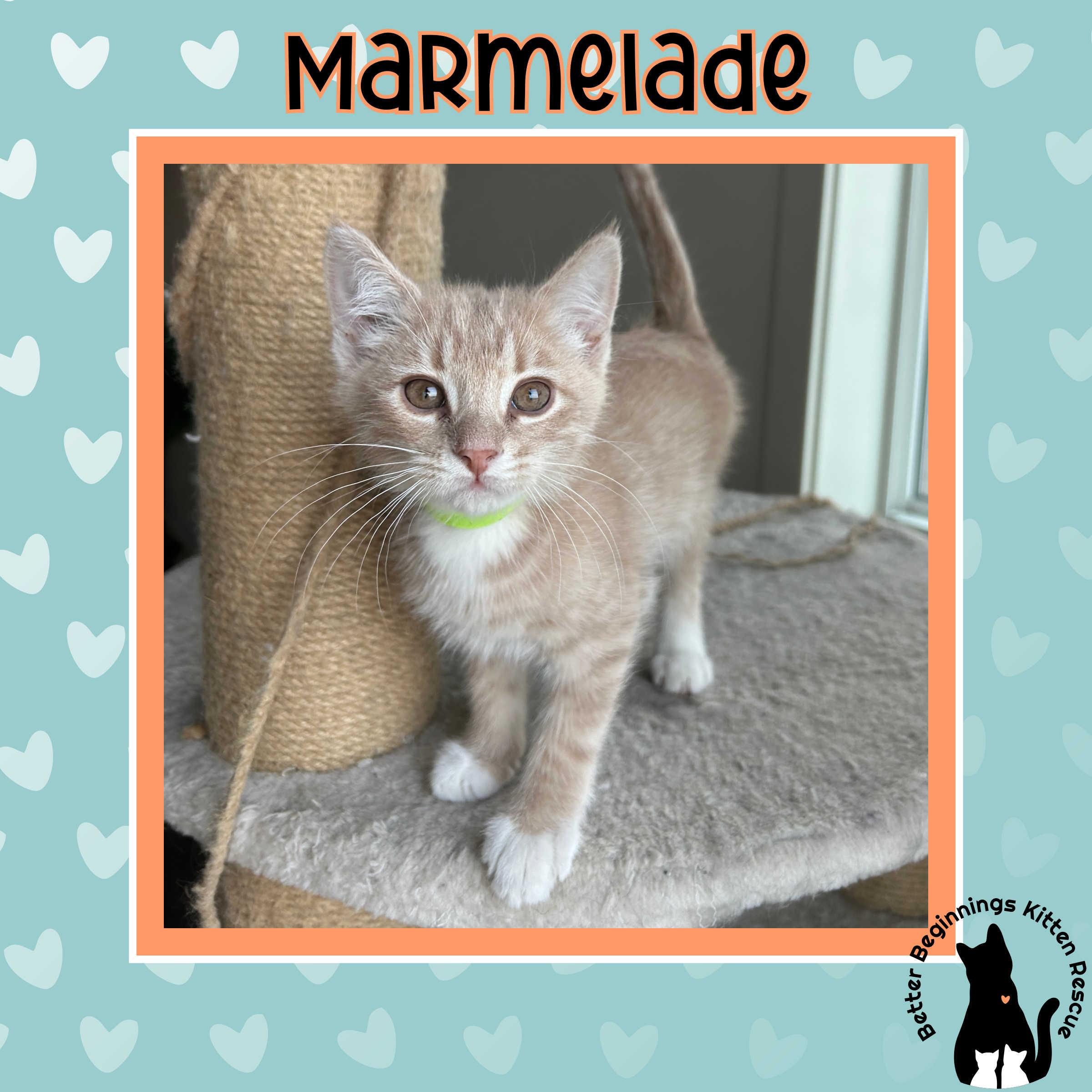 27122025K, Adopted, Young Male Domestic Short Hair.
