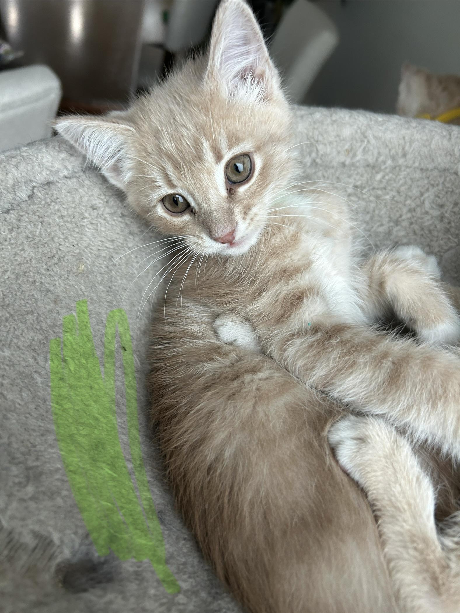 Enlarge 27122025K, a Adopted Domestic Short Hair in Kamloops, BC image 2/5