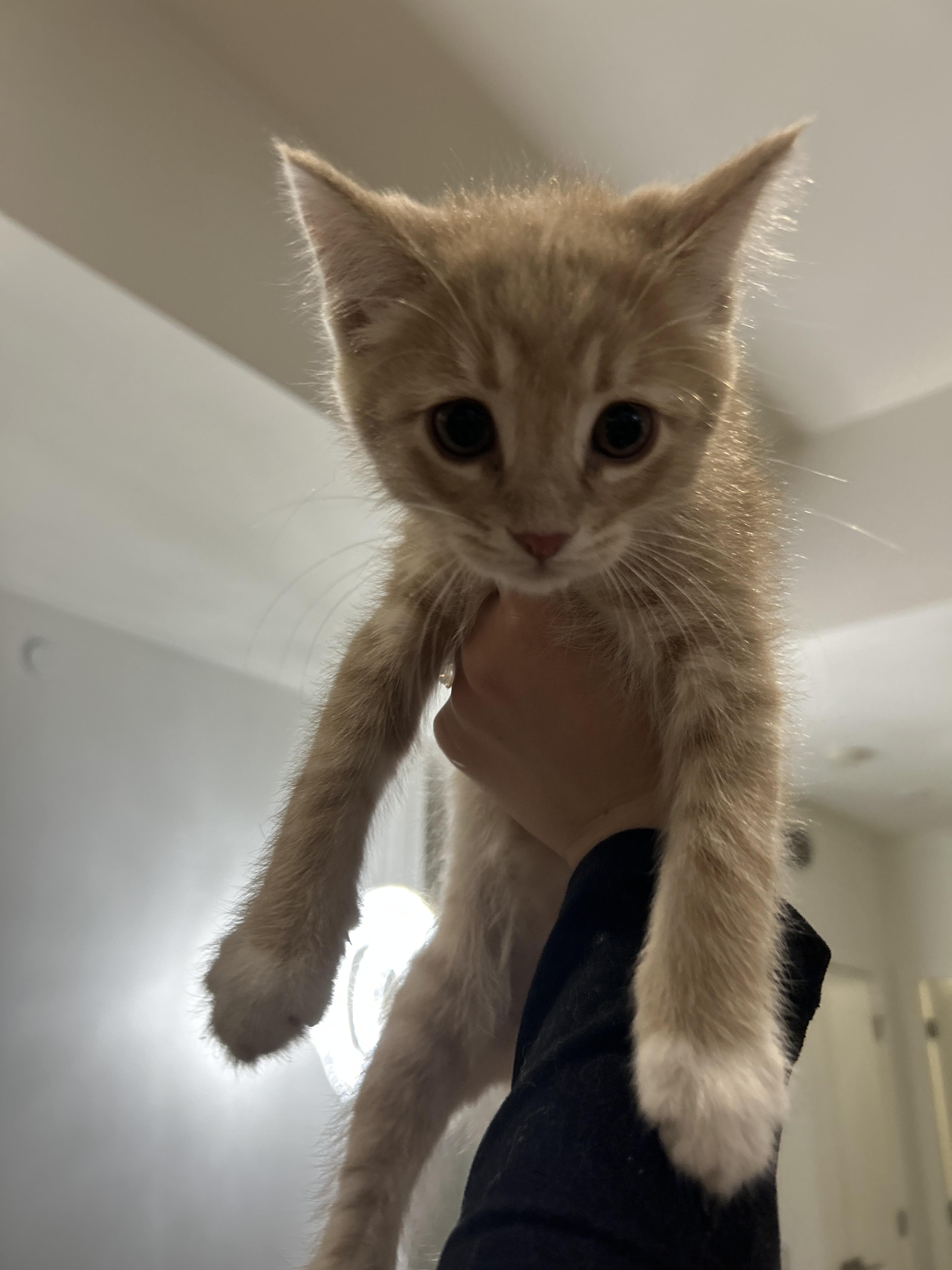 Enlarge 27122025K, a Adopted Domestic Short Hair in Kamloops, BC image 3/5