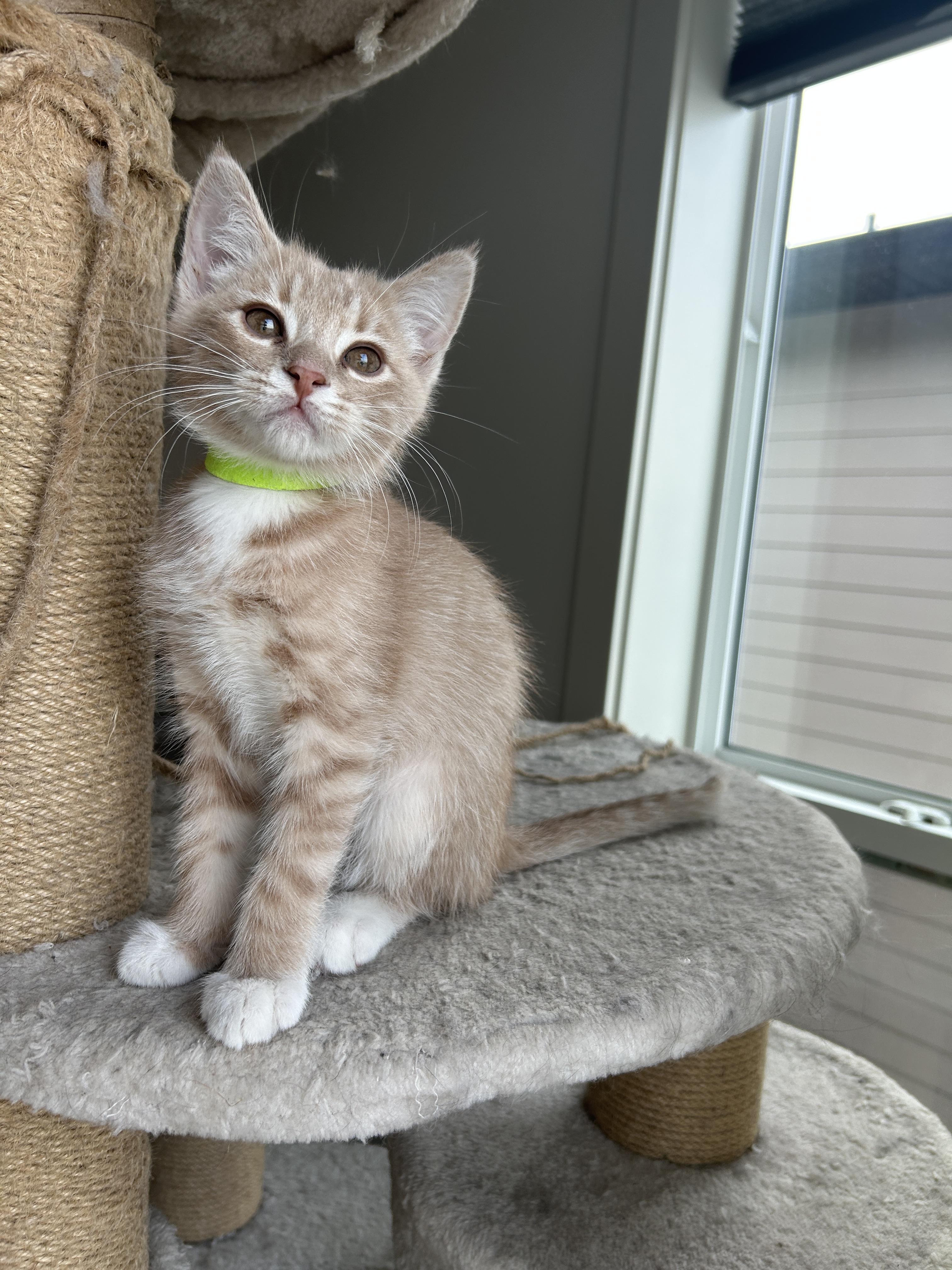 Enlarge 27122025K, a Adopted Domestic Short Hair in Kamloops, BC image 4/5