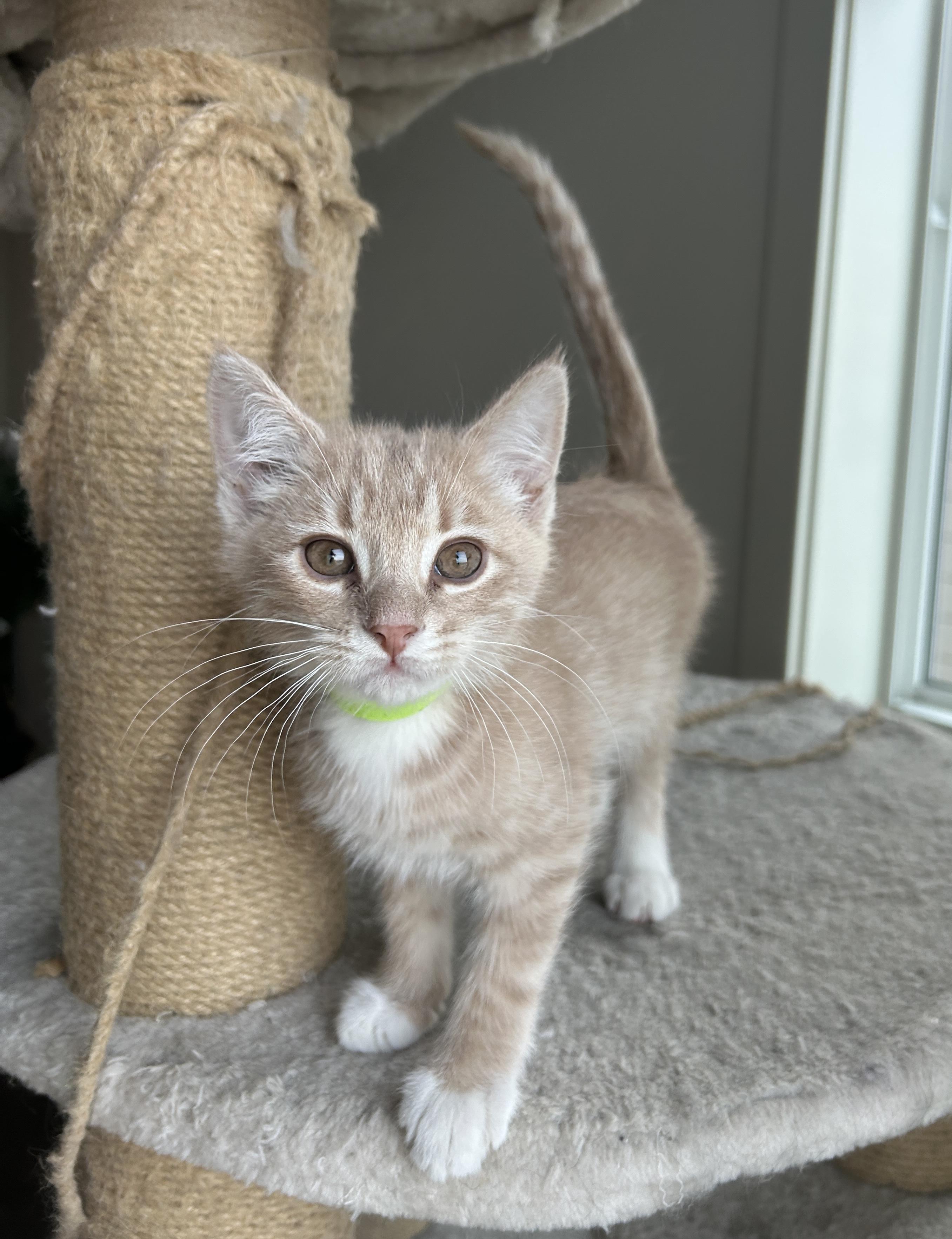 Enlarge 27122025K, a Adopted Domestic Short Hair in Kamloops, BC image 5/5