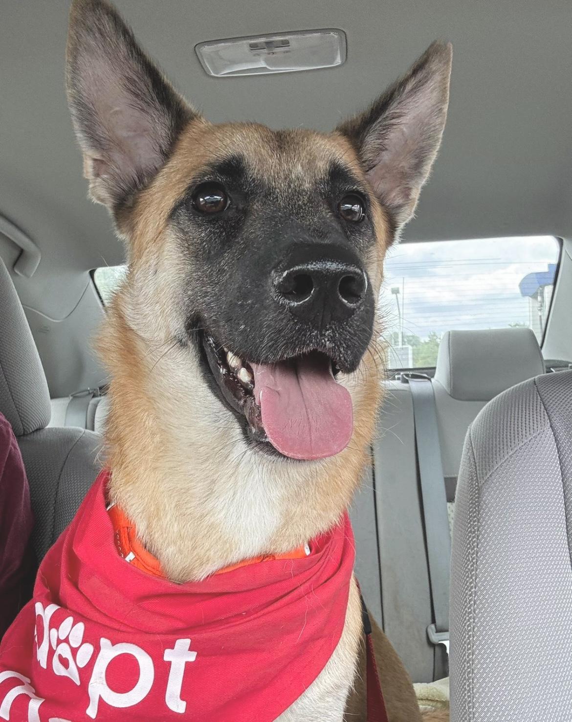 Photo of Young Male Labrador Retriever 