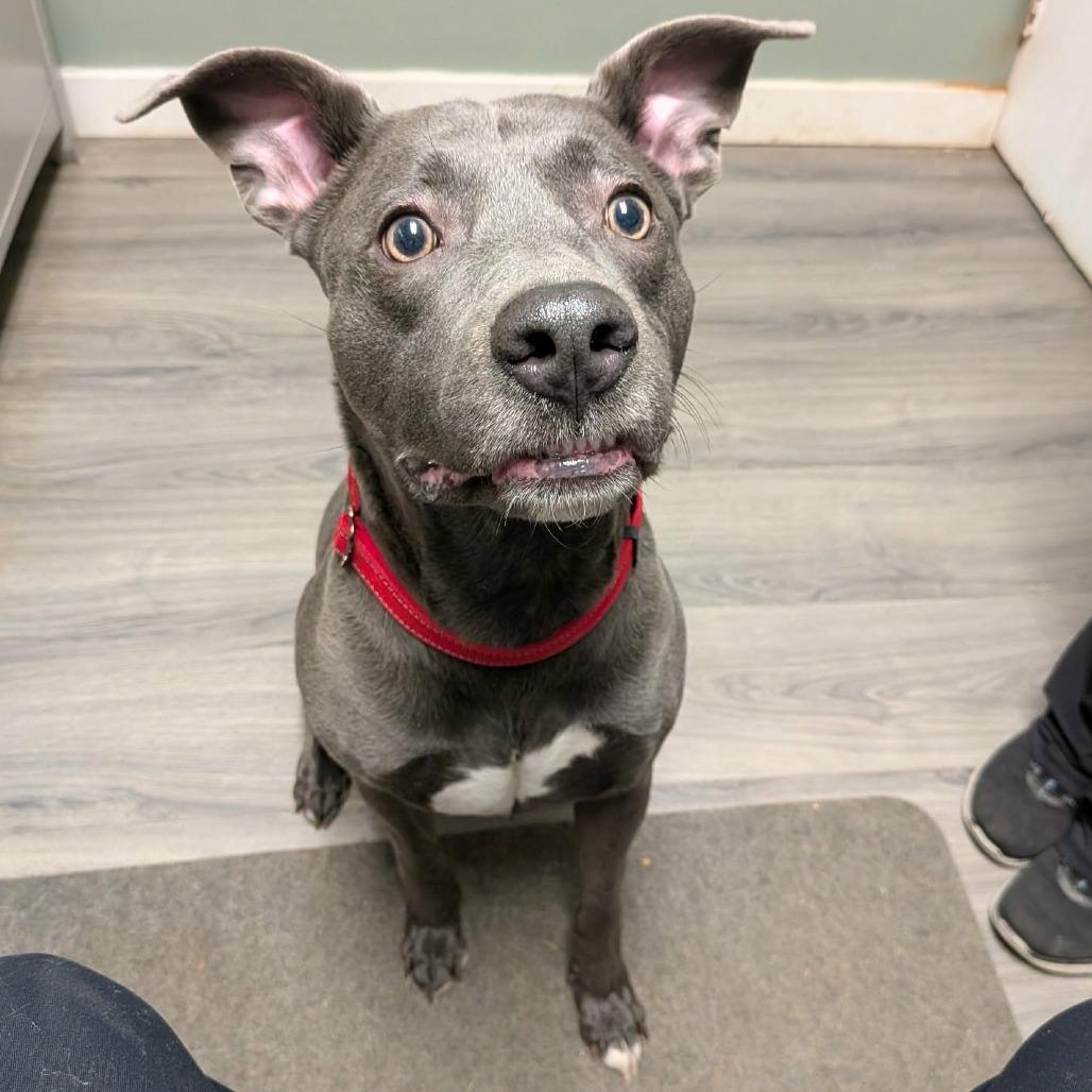 Bruno, Adoptable, Adult Male Labrador Retriever.