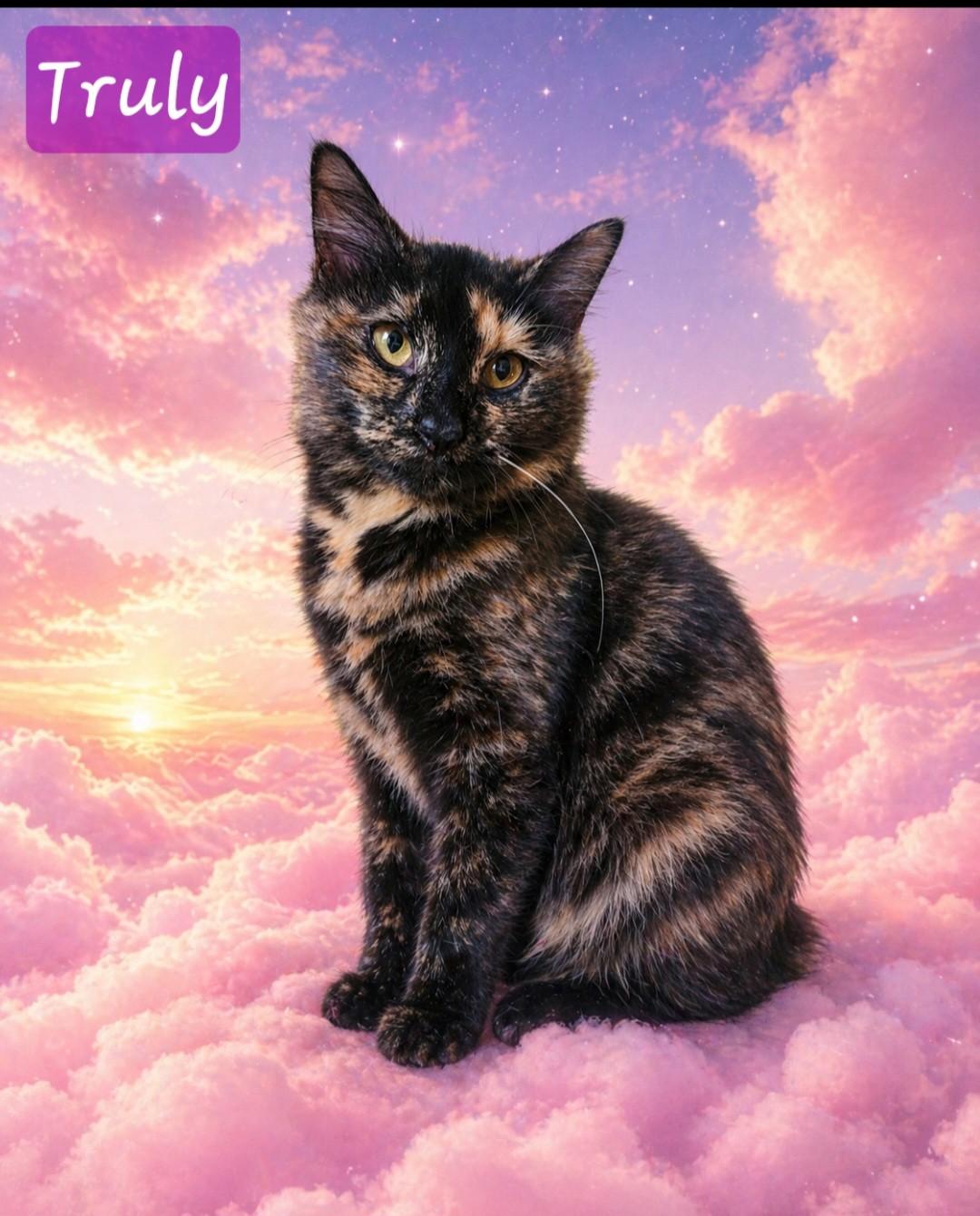 Enlarge Truly, a ADOPTABLE Domestic Long Hair in Knoxville, TN image 2/2