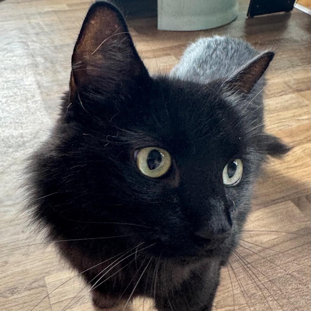Rollo, Adoptable, Adult Male Domestic Long Hair.