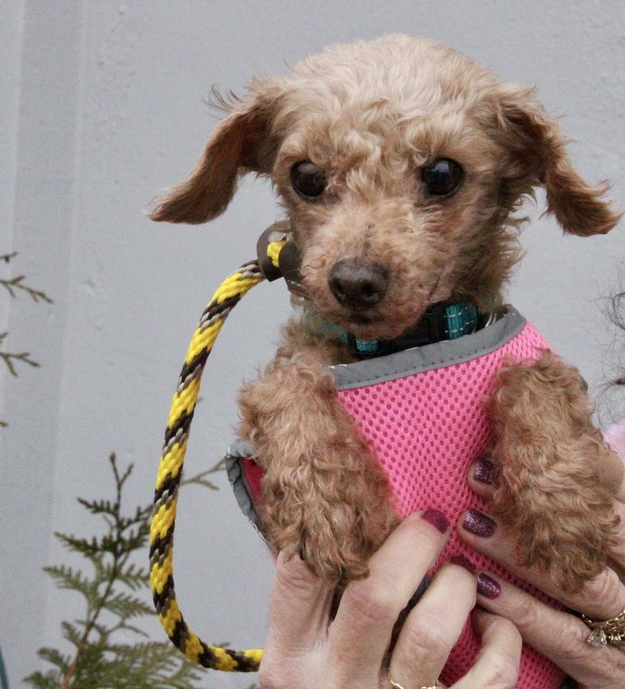 Enlarge Sunshine, a Adoptable Poodle in East Greenville, PA image 1/6