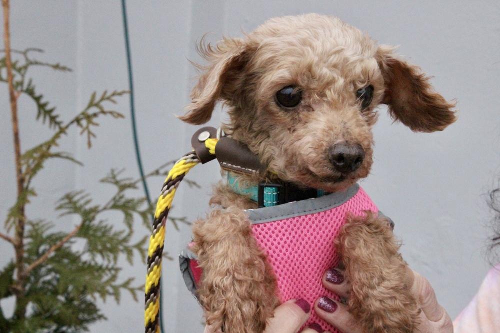 Enlarge Sunshine, a Adoptable Poodle in East Greenville, PA image 2/6