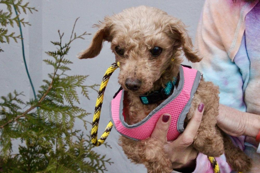Enlarge Sunshine, a Adoptable Poodle in East Greenville, PA image 3/6