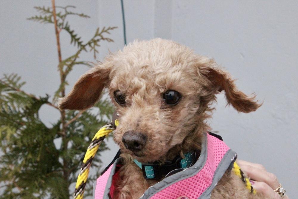 Enlarge Sunshine, a Adoptable Poodle in East Greenville, PA image 4/6