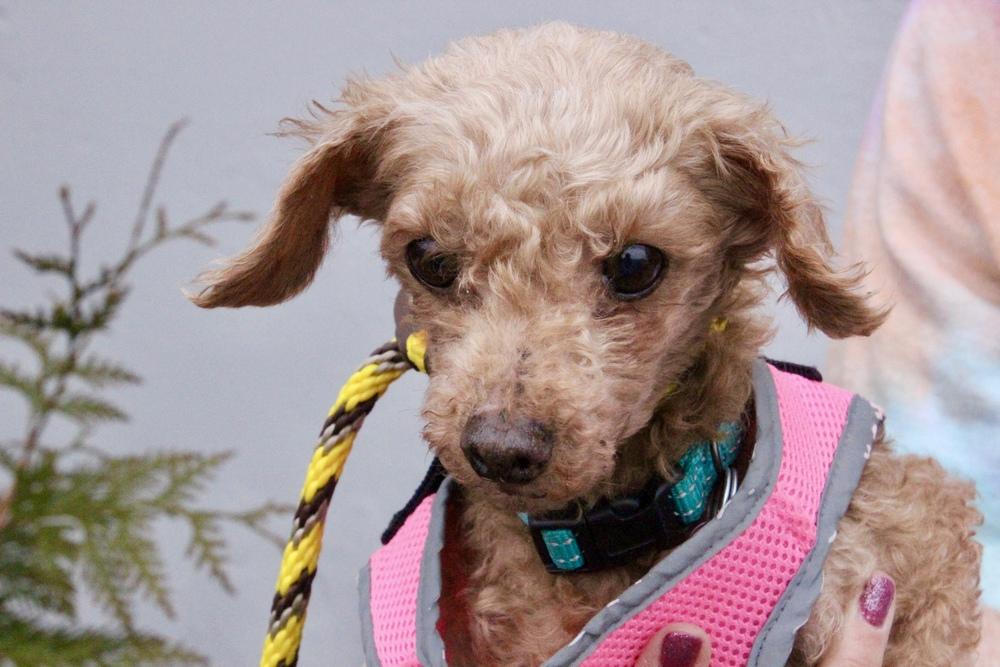 Enlarge Sunshine, a Adoptable Poodle in East Greenville, PA image 5/6