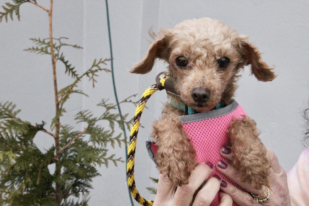 Enlarge Sunshine, a Adoptable Poodle in East Greenville, PA image 6/6
