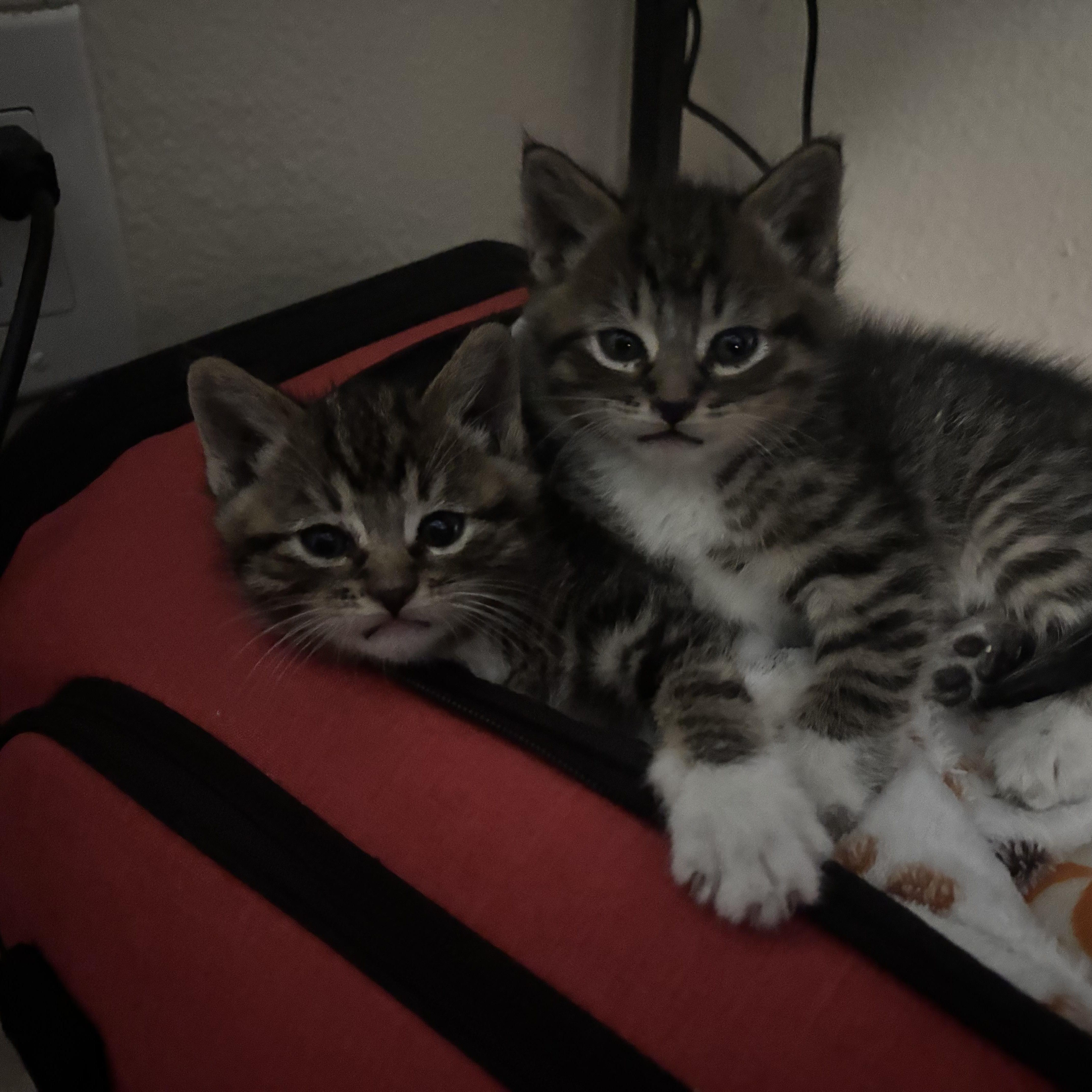 Enlarge Mater & Lightning Mcqueen, an adopted Tabby in Costa Mesa, CA image 2/6