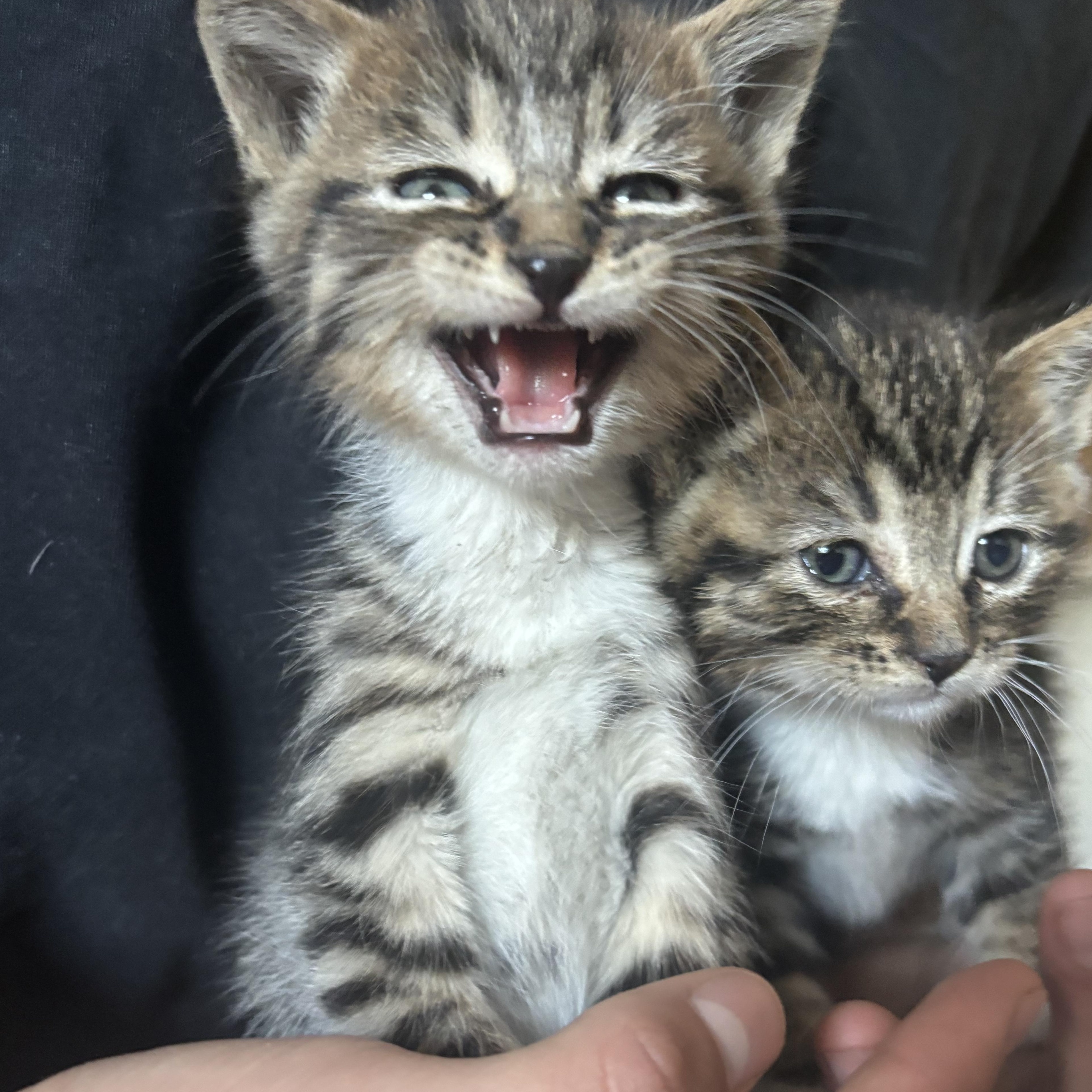 Enlarge Mater & Lightning Mcqueen, an adopted Tabby in Costa Mesa, CA image 3/6