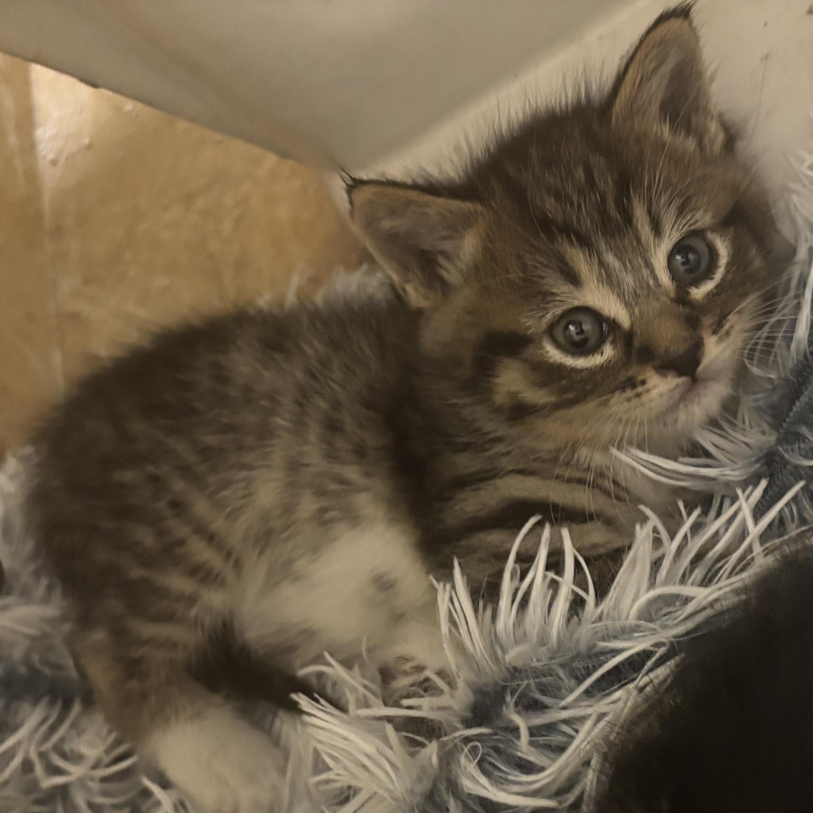 Enlarge Mater & Lightning Mcqueen, an adopted Tabby in Costa Mesa, CA image 6/6