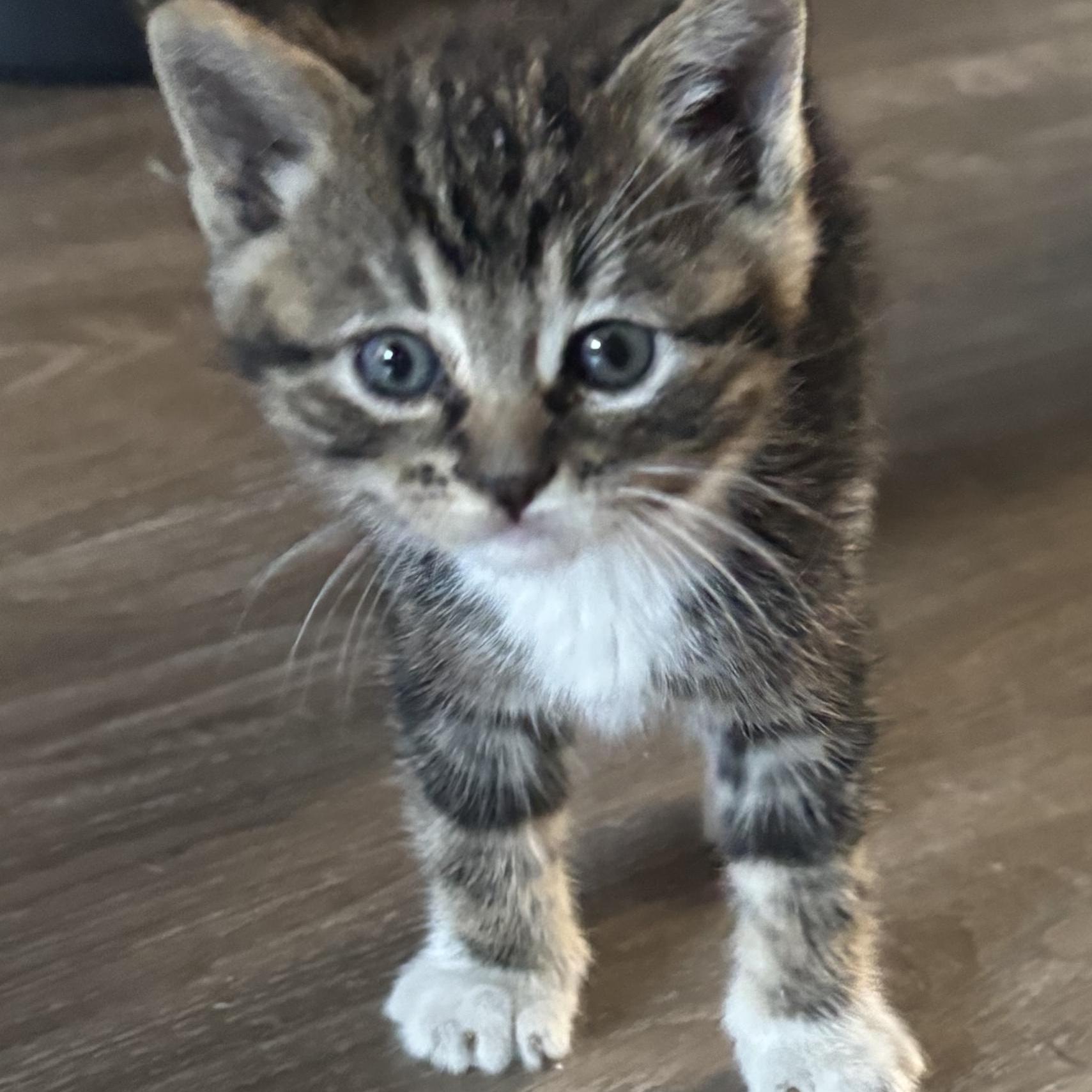 Enlarge Mater & Lightning Mcqueen, an adopted Tabby in Costa Mesa, CA image 5/6