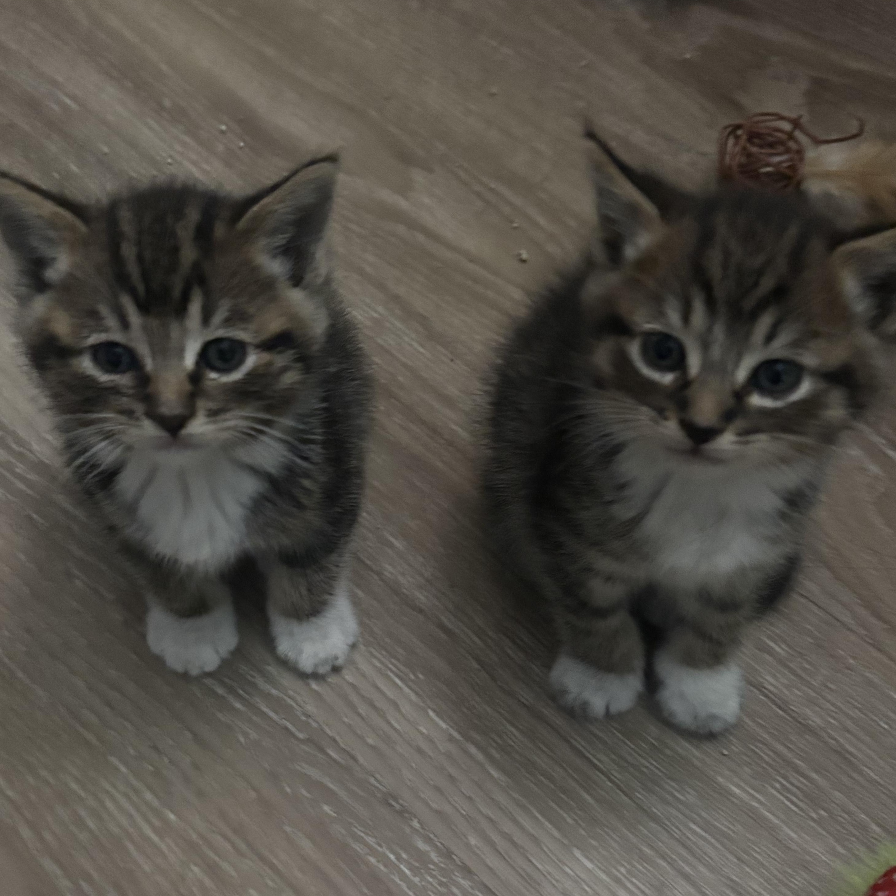 Mater & Lightning Mcqueen, adopted, Kitten Male Tabby.