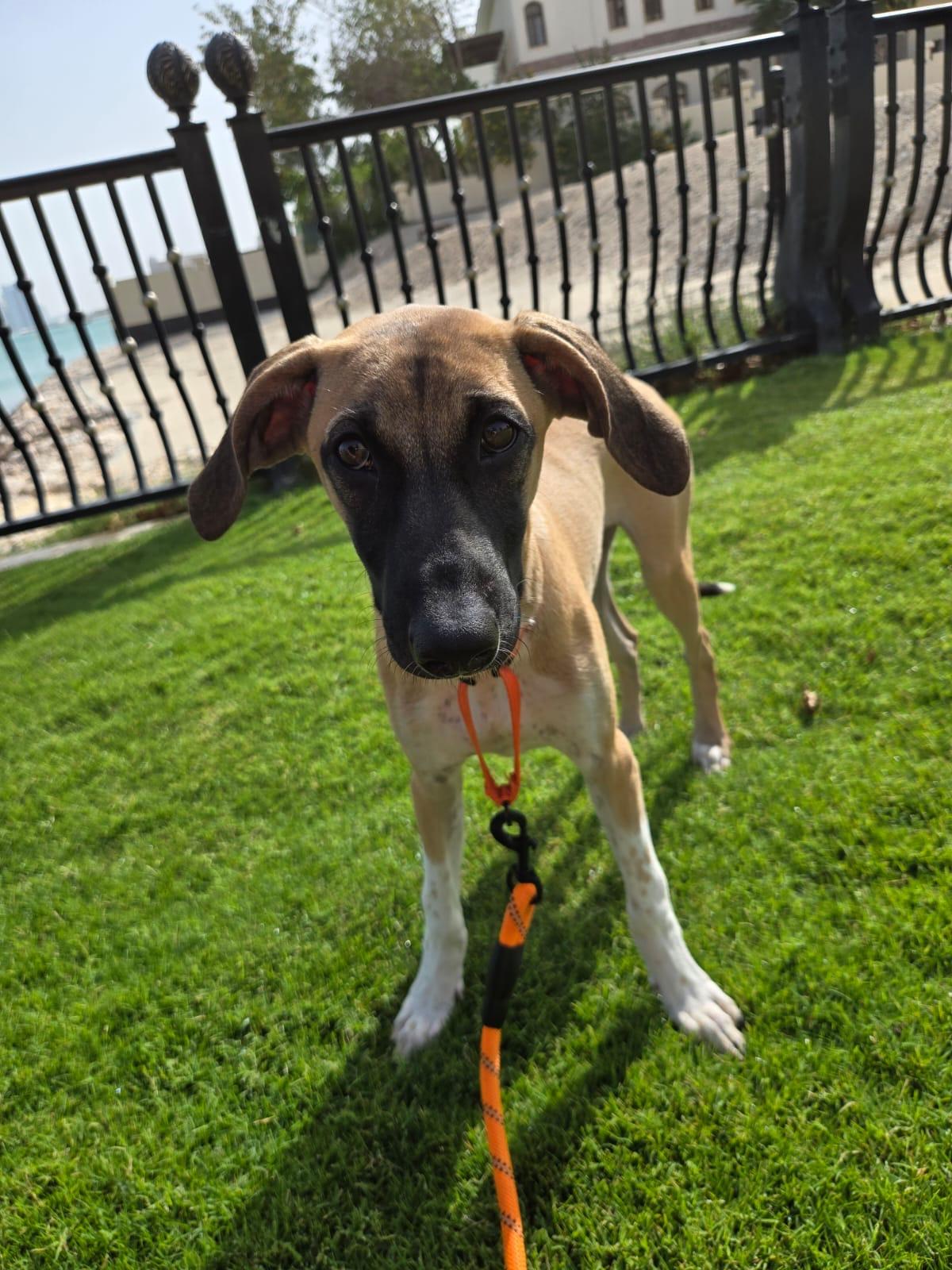 CAREY, Adopted, Puppy Male Saluki & Greyhound.