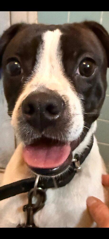 Cookie, a Adoptable mixed breed in Huntington, NY image 1/2