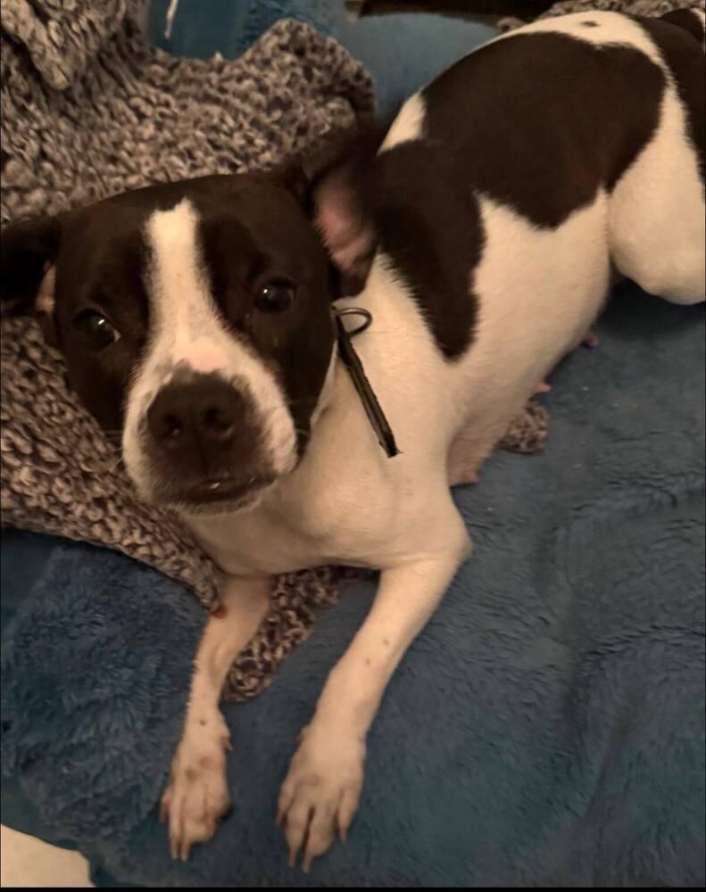 Cookie, a Adoptable mixed breed in Huntington, NY image 2/2