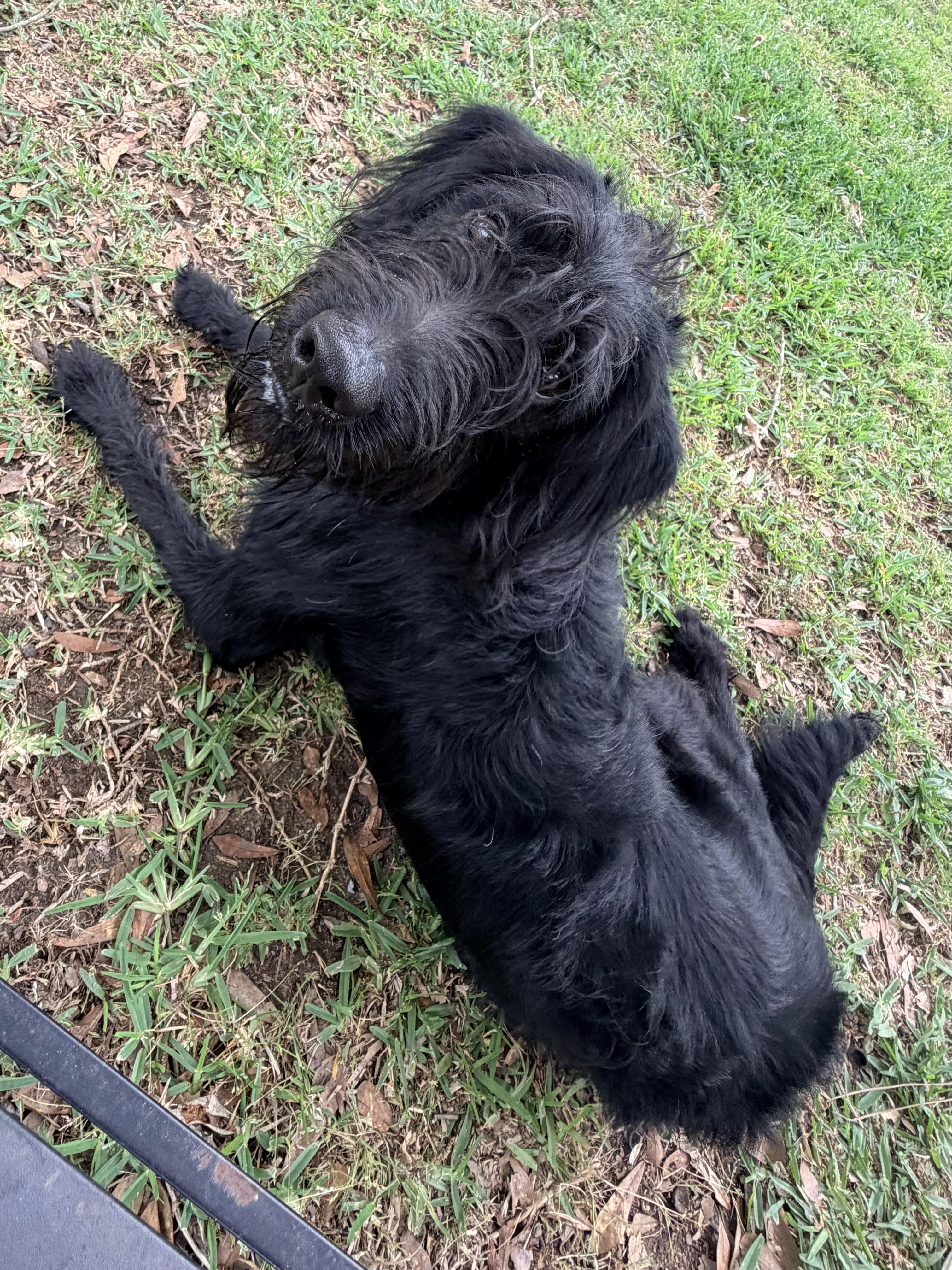 Enlarge Rocky, a ADOPTABLE Labradoodle in Baker, LA image 1/6