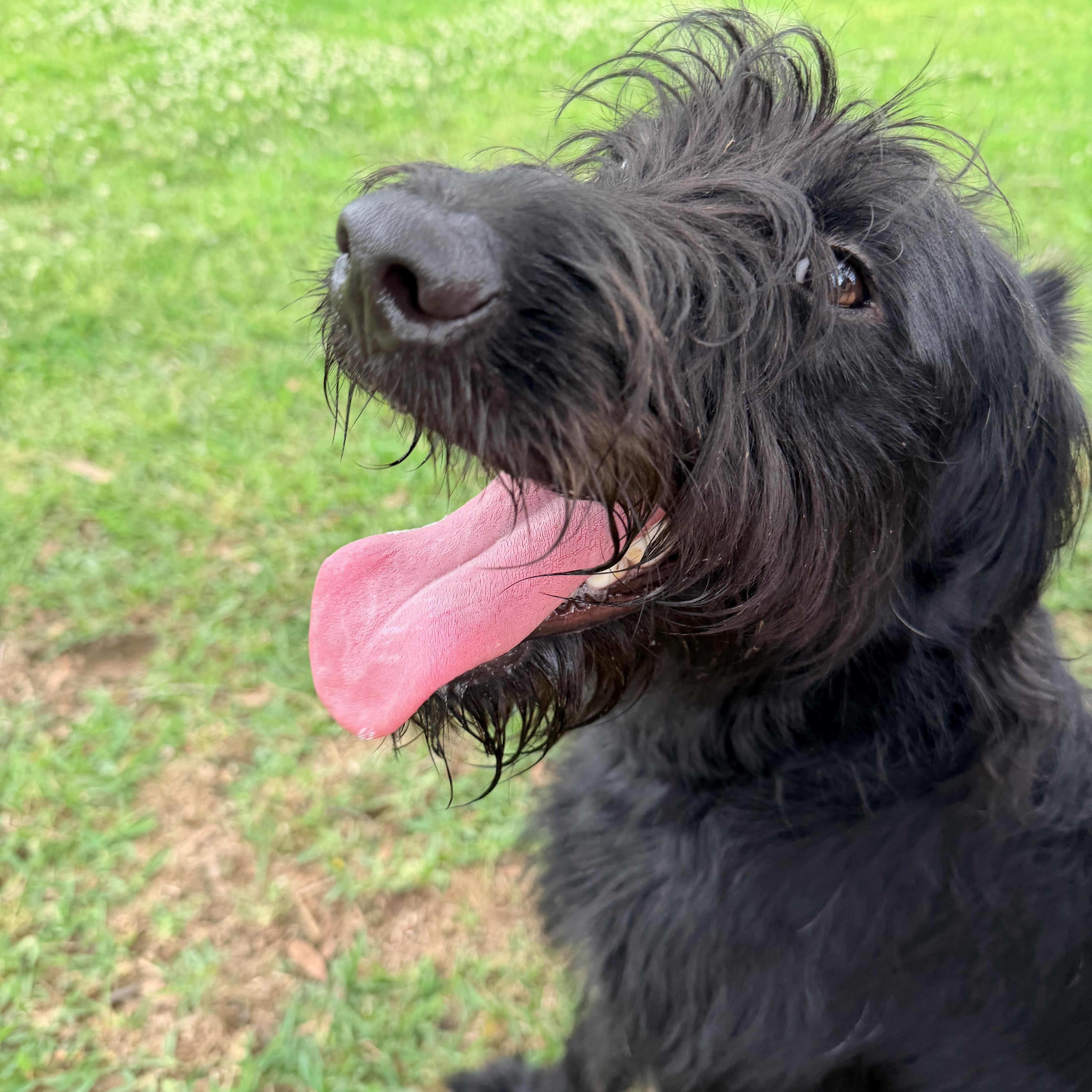 Enlarge Rocky, a ADOPTABLE Labradoodle in Baker, LA image 3/6