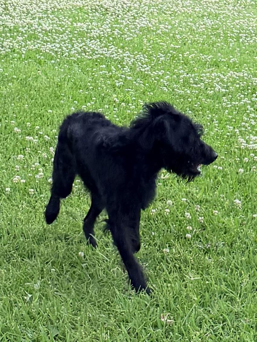 Enlarge Rocky, a ADOPTABLE Labradoodle in Baker, LA image 4/6
