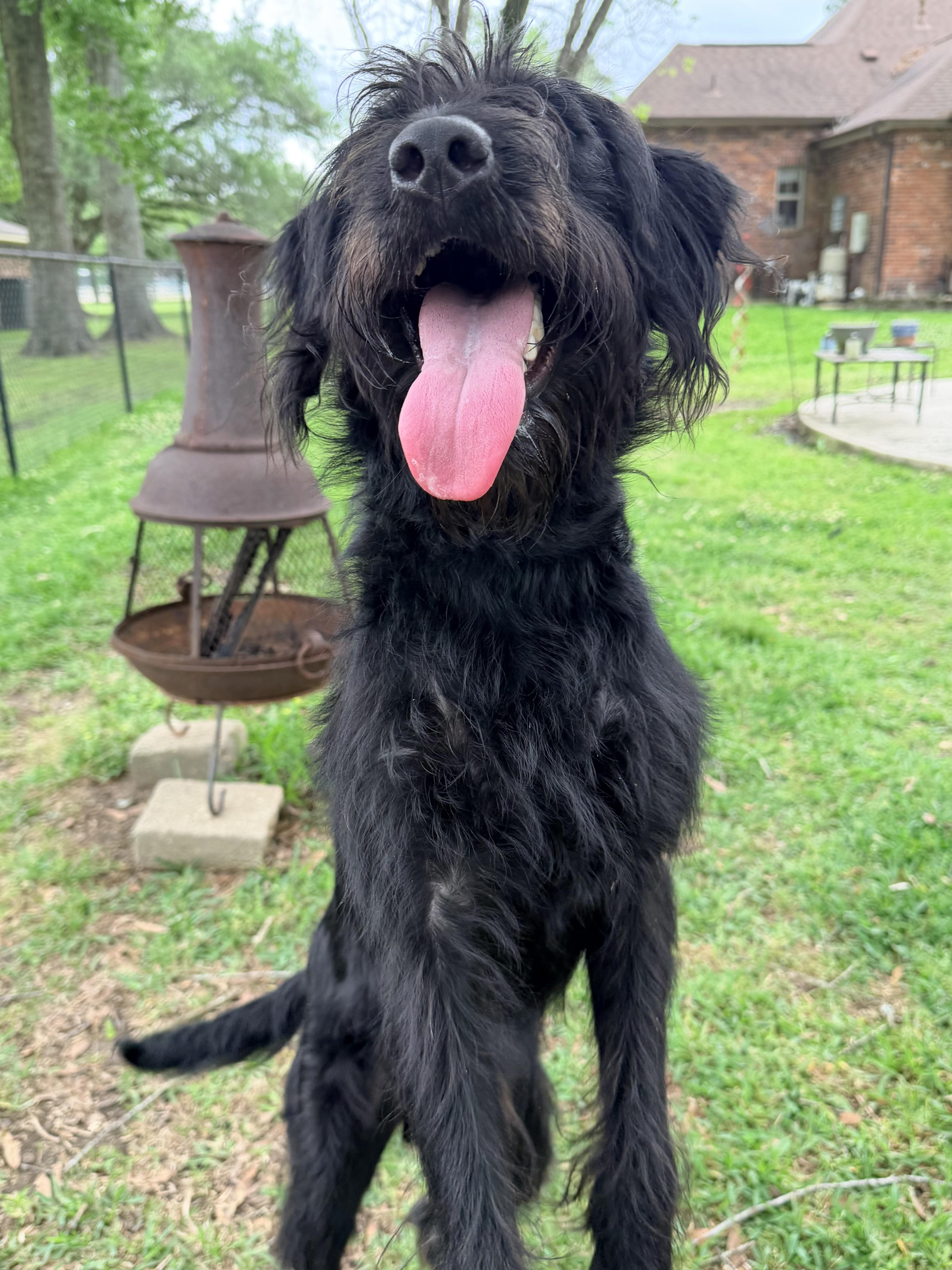 Enlarge Rocky, a ADOPTABLE Labradoodle in Baker, LA image 2/6