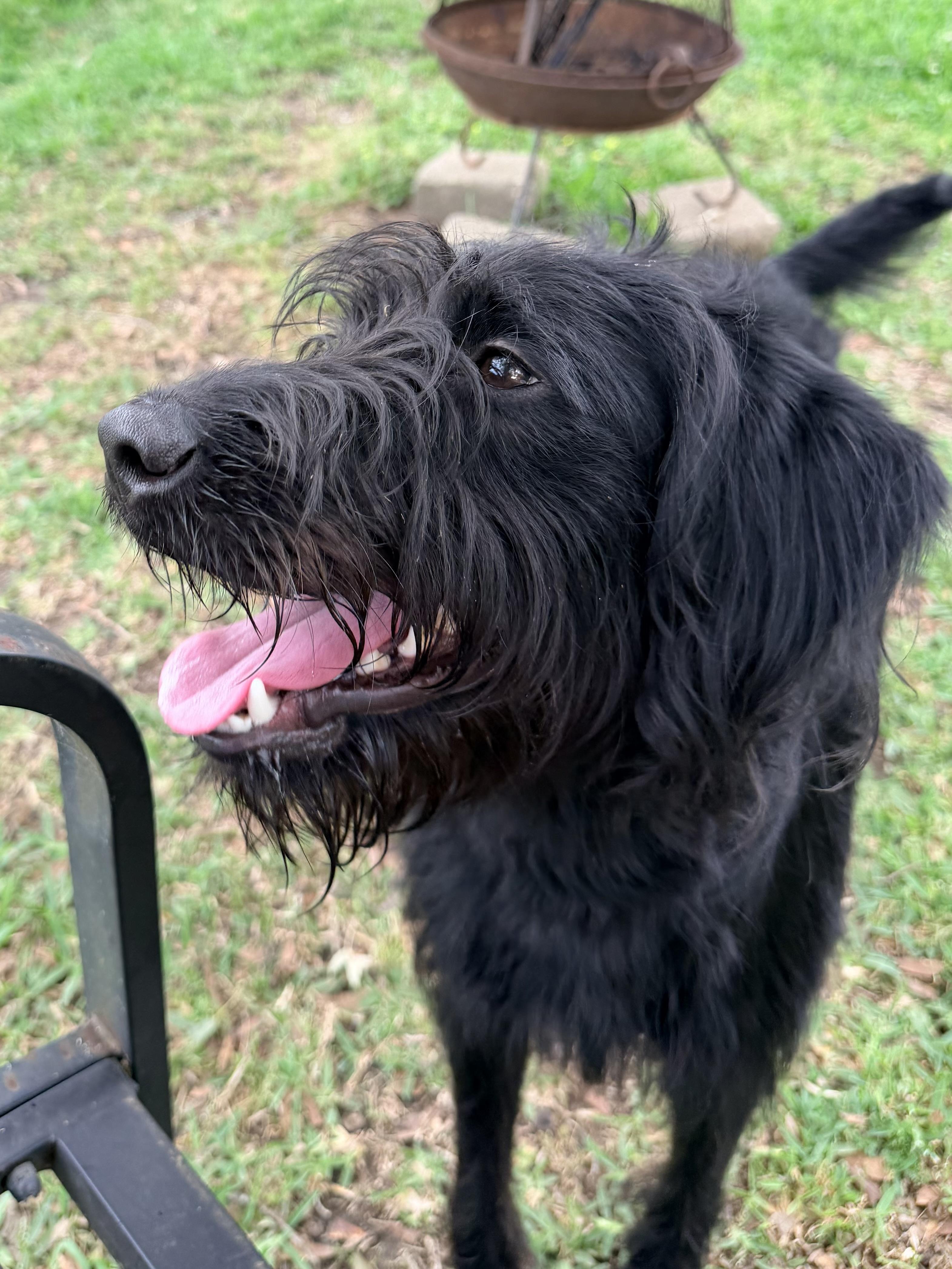 Enlarge Rocky, a ADOPTABLE Labradoodle in Baker, LA image 5/6