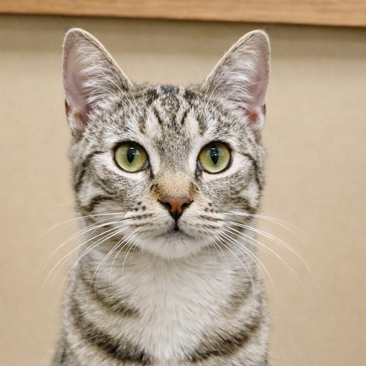 Chloe, Adoptable, Young Female Domestic Short Hair.
