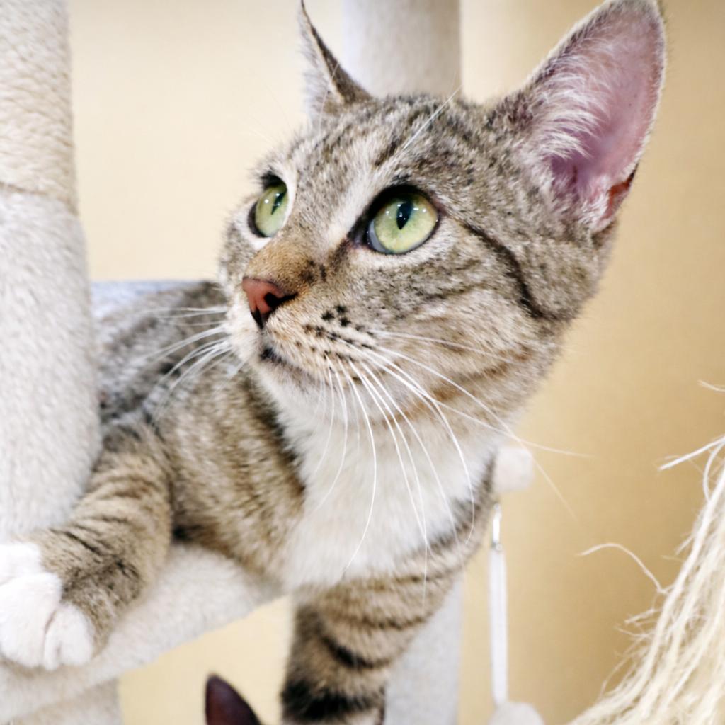 Chloe, a Adoptable Domestic Short Hair in Playa Vista, CA image 2/5