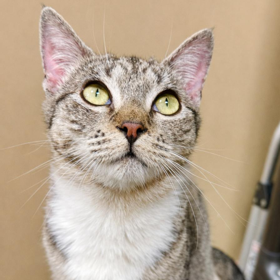 Chloe, a Adoptable Domestic Short Hair in Playa Vista, CA image 3/5
