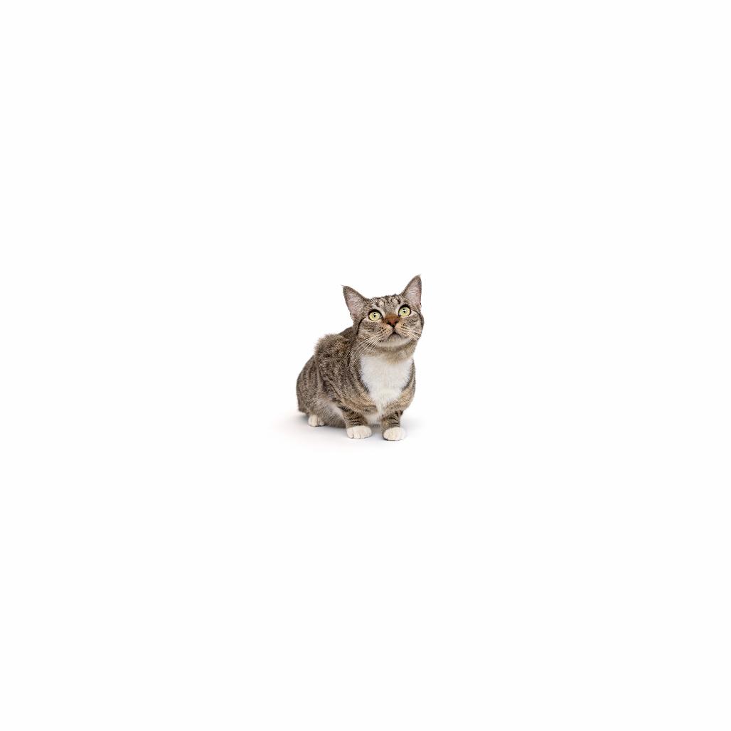 Chloe, a Adoptable Domestic Short Hair in Playa Vista, CA image 5/5