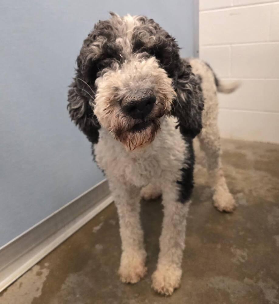 Colter, a Adoptable Standard Poodle in Columbus, OH image 1/5