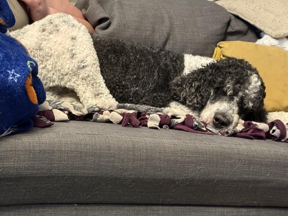 Colter, a Adoptable Standard Poodle in Columbus, OH image 2/5