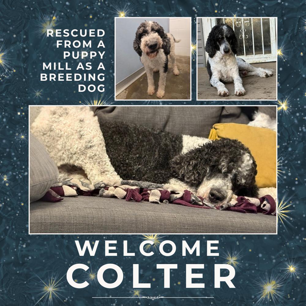 Colter, a Adoptable Standard Poodle in Columbus, OH image 4/5