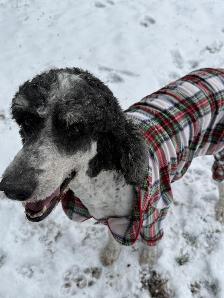 Colter, a Adoptable Standard Poodle in Columbus, OH image 5/5