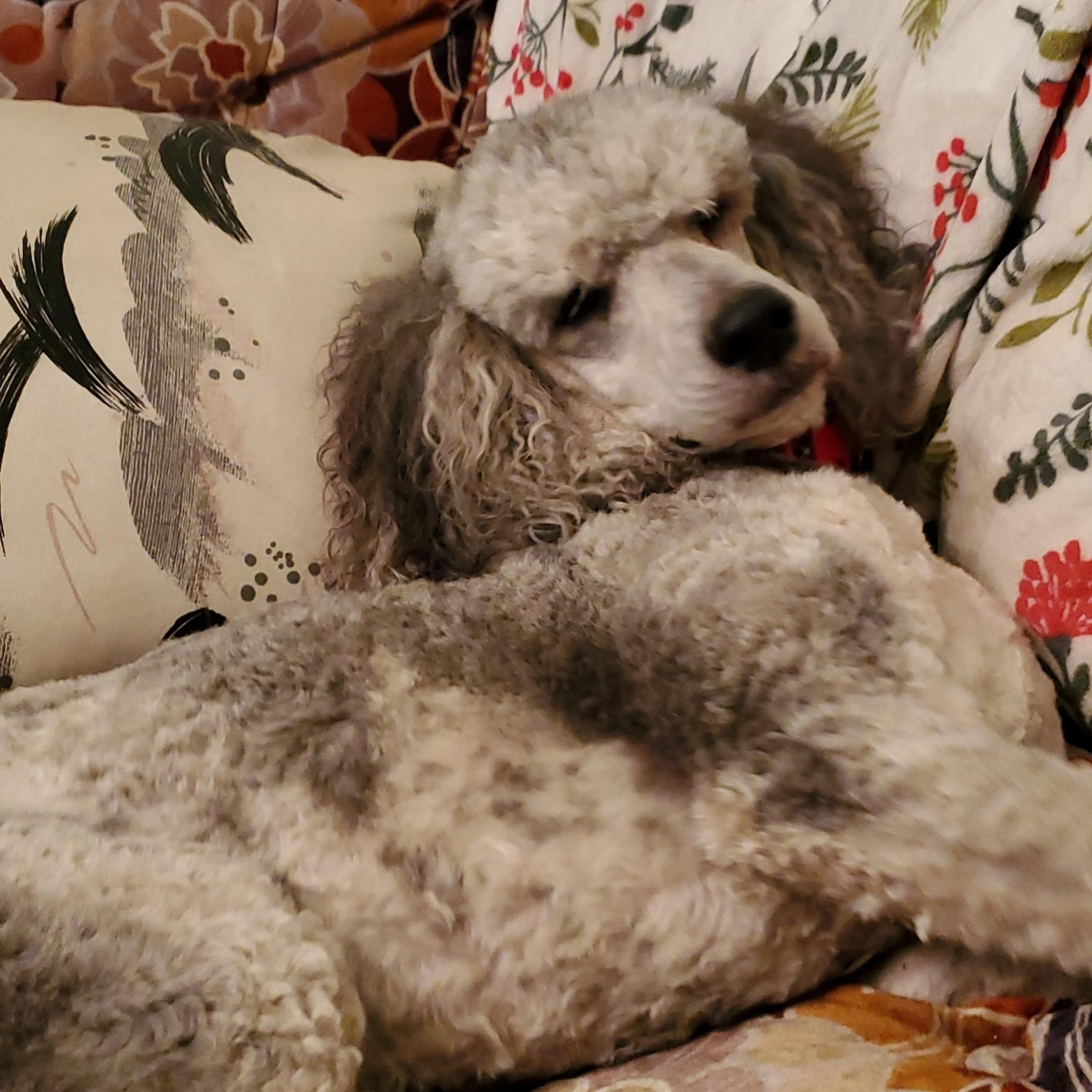 Finnegan-Courtesy Posting, a ADOPTABLE Standard Poodle in Sudbury, MA image 6/6
