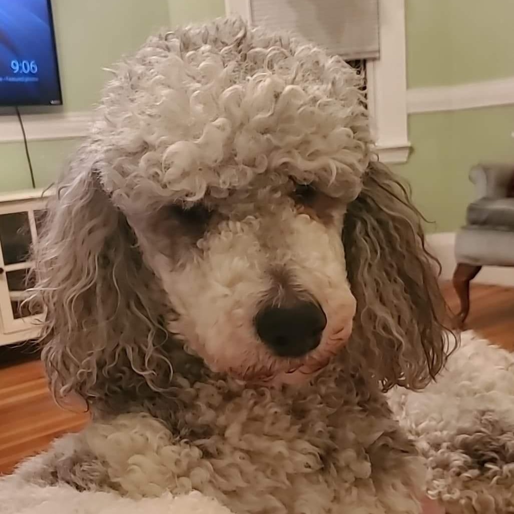 Finnegan-Courtesy Posting, ADOPTABLE, Adult Male Standard Poodle.