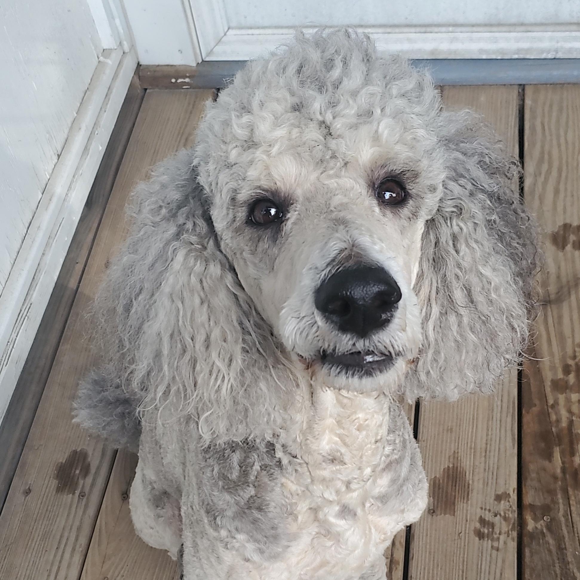 Finnegan-Courtesy Posting, a ADOPTABLE Standard Poodle in Sudbury, MA image 4/6