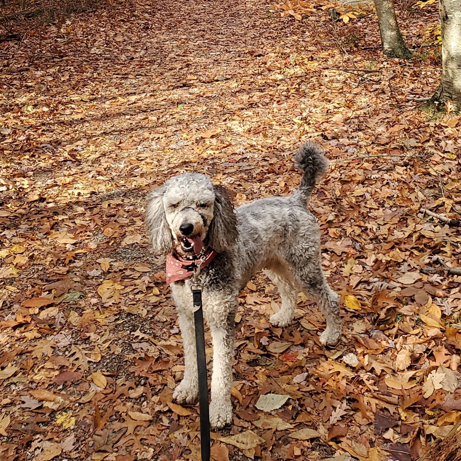 Finnegan-Courtesy Posting, a ADOPTABLE Standard Poodle in Sudbury, MA image 2/6