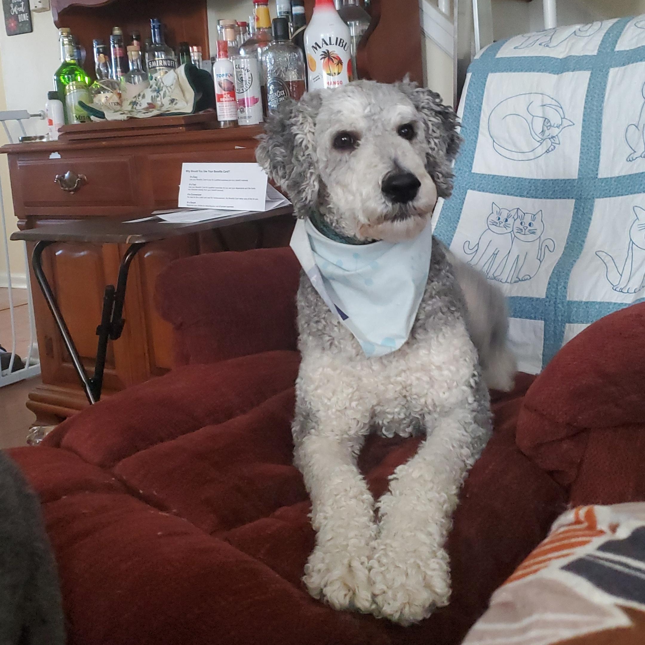 Finnegan-Courtesy Posting, a ADOPTABLE Standard Poodle in Sudbury, MA image 3/6