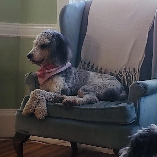 Finnegan-Courtesy Posting, a ADOPTABLE Standard Poodle in Sudbury, MA image 5/6