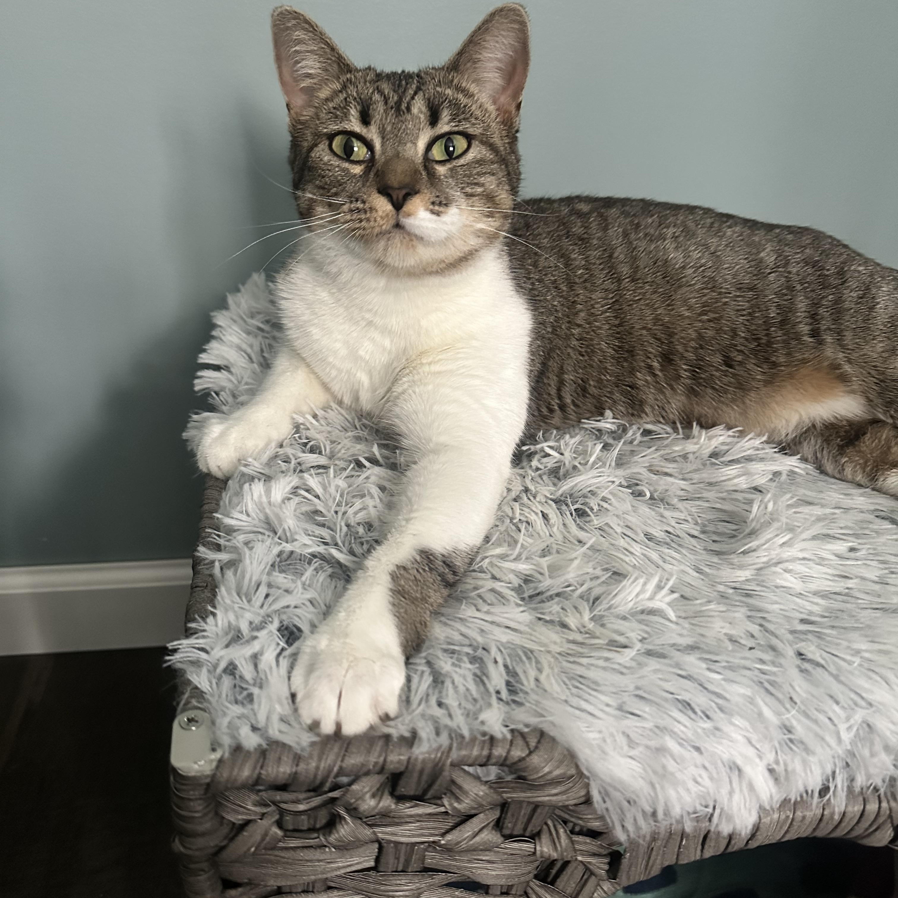 Enlarge Savannah, a ADOPTABLE Domestic Short Hair in CANONSBURG, PA image 1/2