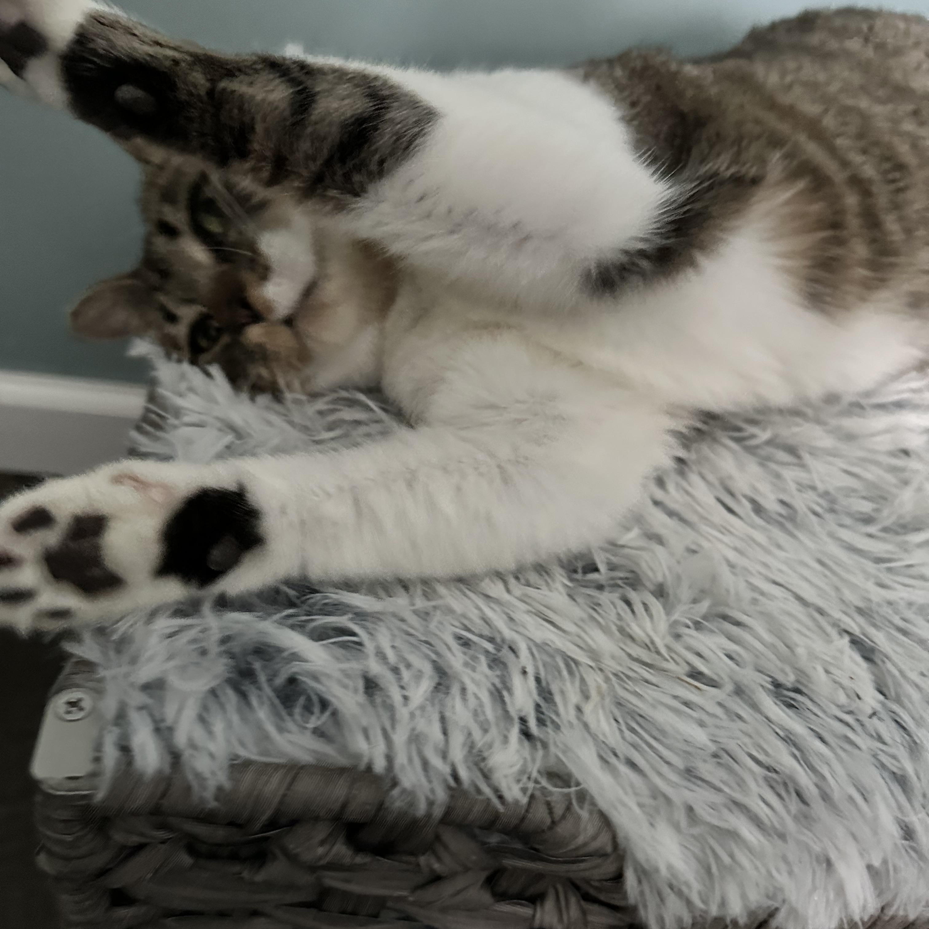 Enlarge Savannah, a ADOPTABLE Domestic Short Hair in CANONSBURG, PA image 2/2