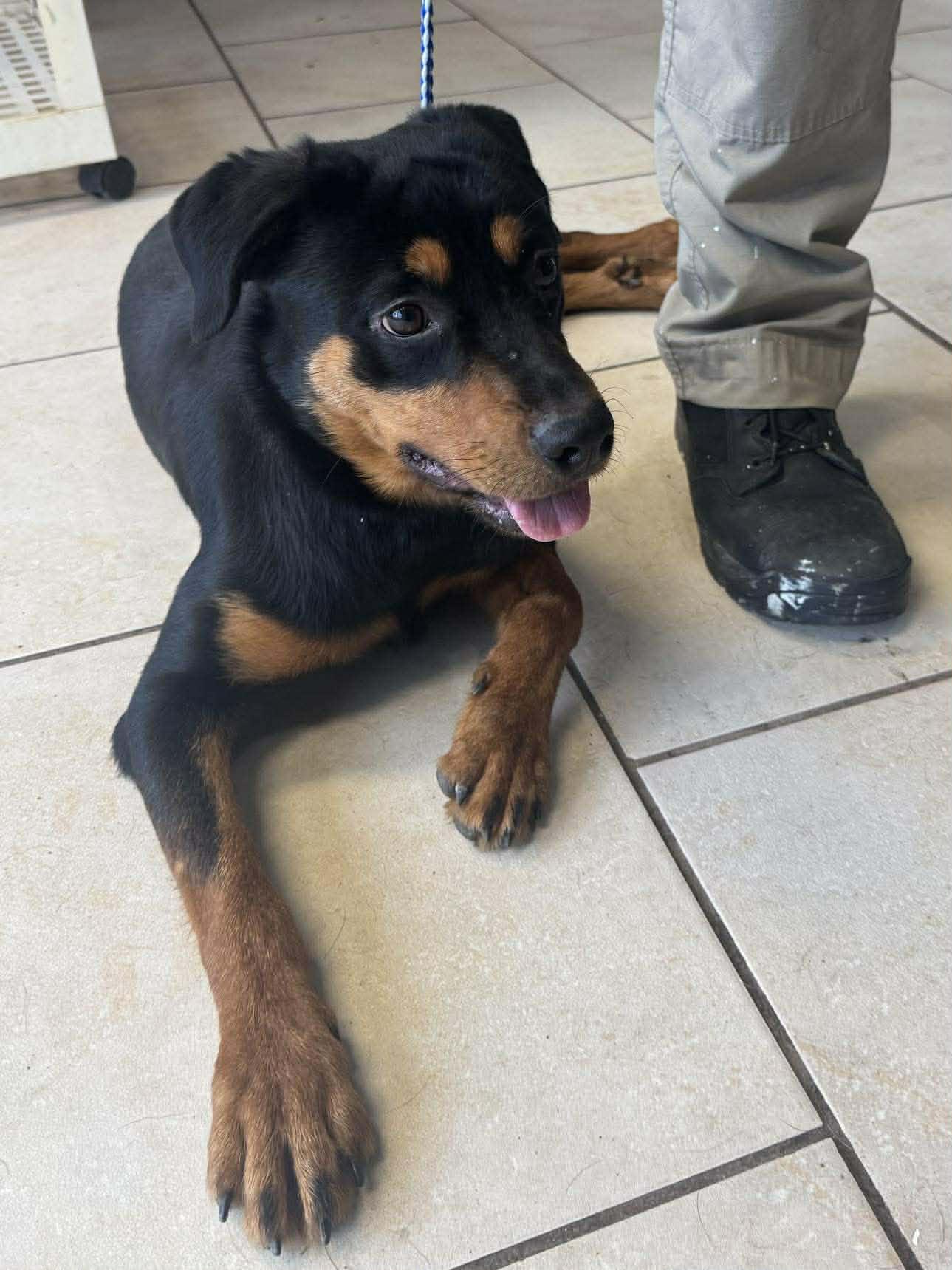 Lottie, Adopted, Young Female Rottweiler.